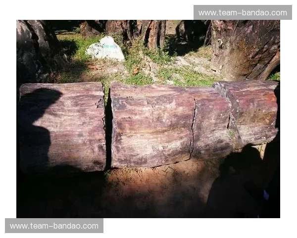 红星vs奥兰斯：法兰西绿茵深处的灵魂博弈，谁能统治圣旺的午夜？